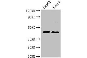 Western Blot Positive WB detected in: HepG2 whole cell lysate, Rat heart tissue All lanes: GULP1 antibody at 2 μg/mL Secondary Goat polyclonal to rabbit IgG at 1/50000 dilution Predicted band size: 35, 20, 23, 34 kDa Observed band size: 45 kDa (GULP1 Antikörper  (AA 199-279))