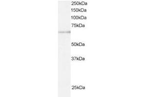 Image no. 1 for anti-Ariadne Homolog, Ubiquitin-Conjugating Enzyme E2 Binding Protein, 1 (ARIH1) (C-Term) antibody (ABIN374297) (ARIH1 Antikörper  (C-Term))