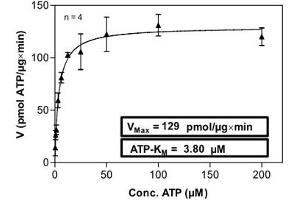 Image no. 1 for TYRO3 Protein Tyrosine Kinase (TYRO3) (AA 452-890) (Active) protein (His-GST) (ABIN5570032)