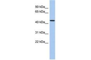 Image no. 1 for anti-Programmed Cell Death 7 (PDCD7) (N-Term) antibody (ABIN6744320) (PDCD7 Antikörper  (N-Term))