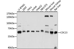 Western blot analysis of extracts of various cell lines, using CDC23 antibody (ABIN7266248) at 1:1000 dilution. (CDC23 Antikörper  (AA 50-150))