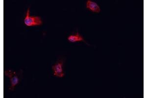 ABIN6276925 staining HepG2? (HSPA1L Antikörper  (Internal Region))