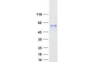 Validation with Western Blot (HNF4A Protein (Transcript Variant 1) (Myc-DYKDDDDK Tag))