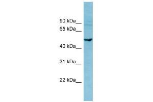PDE7B antibody used at 1 ug/ml to detect target protein. (PDE7B Antikörper  (Middle Region))