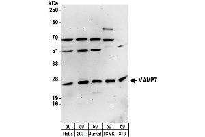 Western Blotting (WB) image for anti-Vesicle-Associated Membrane Protein 7 (VAMP7) (AA 105-155) antibody (ABIN7450889)