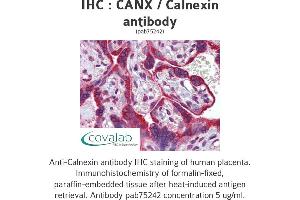 Image no. 1 for anti-Calnexin (CANX) (N-Term) antibody (ABIN1732595) (Calnexin Antikörper  (N-Term))