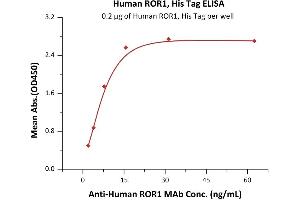 Immobilized Human / Cynomolgus / Rhesus macaque ROR1, His Tag (ABIN2181698,ABIN2181697) at 2 μg/mL (100 μL/well) can bind A ROR1 MAb with a linear range of 0. (ROR1 Protein (AA 30-403) (His tag))