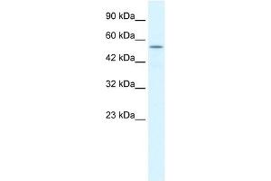 KCNK10 antibody used at 1. (KCNK10 Antikörper  (C-Term))