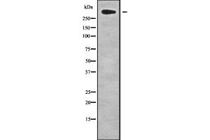 Western blot analysis CHD8 using HepG2 whole cell lysates. (CHD8 Antikörper)