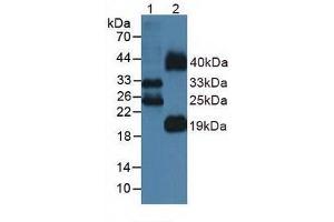 Western blot analysis of (1) Mouse Lung Tissue and (2) Mouse Testis Tissue. (FLT3LG Antikörper  (AA 27-189))