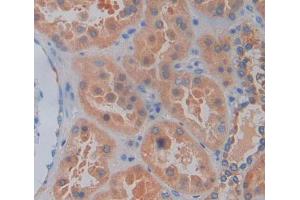 Used in DAB staining on fromalin fixed paraffin- embedded kidney tissue (Caspase 2 Antikörper  (AA 334-452))