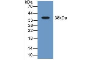 Monoamine Oxidase B Antikörper  (AA 206-505)