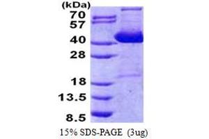 SDS-PAGE (SDS) image for Impact Homolog (IMPACT) (AA 1-320) protein (His tag) (ABIN5853162) (IMPACT Protein (AA 1-320) (His tag))