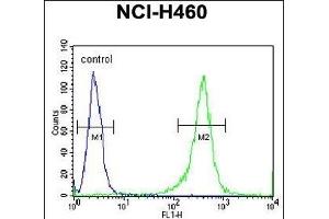 FMR1 Antibody (N-term) (ABIN390866 and ABIN2841083) flow cytometric analysis of NCI- cells (right histogram) compared to a negative control cell (left histogram). (FMR1 Antikörper  (N-Term))