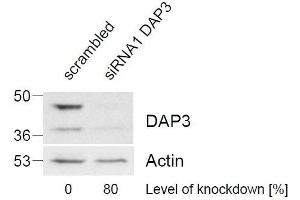 ABIN2562142 (1µg/ml) staining of HeLa lysate (control in left lane and after si-RNA-mediated DAP3 knock-down expresson in right lane) (35µg protein in RIPA buffer).