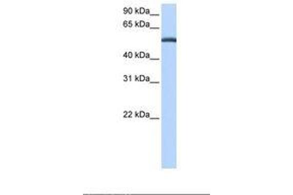 LACTB antibody  (AA 450-499)