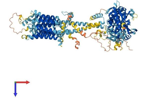ADCY4 Protein (AA 1-1077) (His tag)