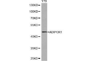 Western blot analysis of extracts of Y79 cell line, using ADIPOR1 antibody. (Adiponectin Receptor 1 Antikörper  (AA 1-136))