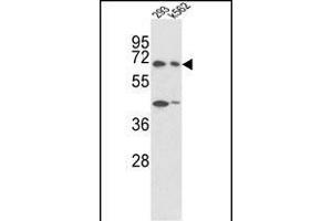 Western blot analysis of SHP2 Antibody  (ABIN6243732 and ABIN6579046) in 293, K562 cell line lysates (35 μg/lane). (PTPN11 Antikörper  (AA 526-551))