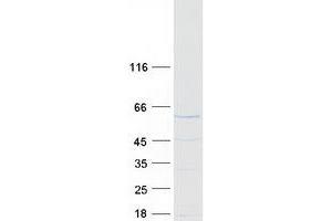 Validation with Western Blot (STAU1/Staufen Protein (Myc-DYKDDDDK Tag))