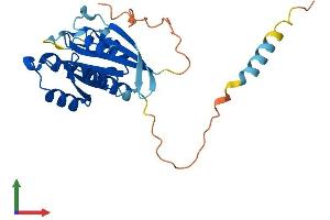 AlphaFold protein structure predicition of Mouse Recombinant Rasl11b Protein, UniprotID Q922H7