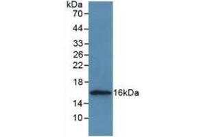 Detection of Recombinant CSTA, Human using Polyclonal Antibody to Cystatin A (CSTA) (CSTA Antikörper  (AA 1-98))
