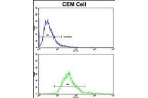 Flow cytometric analysis of CEM cells using MGMT Antibody (C-term)(bottom histogram) compared to a negative control cell (top histogram).
