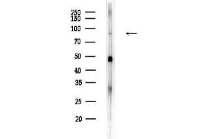 anti-Coatomer Protein Complex, Subunit gamma 2 (COPG2) (C-Term) antibody