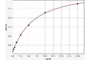 PYGM ELISA Kit