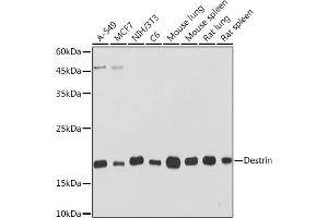 Western blot analysis of extracts of various cell lines, using Destrin Rabbit mAb (ABIN7266742) at 1:1000 dilution. (Destrin Antikörper)