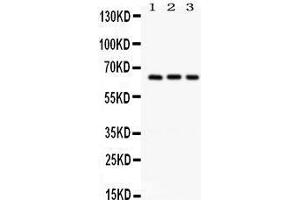 Western Blotting (WB) image for anti-Secreted phosphoprotein 1 (SPP1) (AA 281-314), (C-Term) antibody (ABIN3043353)