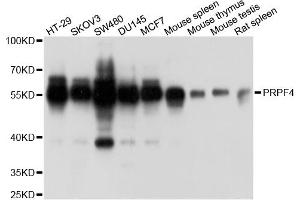 Western blot analysis of extracts of various cell lines, using PRPF4 antibody (ABIN5973593) at 1/1000 dilution. (PRPF4 Antikörper)