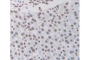 IHC-P analysis of Rat Tissue, with DAB staining. (EPAS1 Antikörper  (AA 24-348))