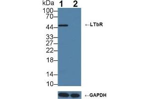 Western Blotting (WB) image for anti-Lymphotoxin beta Receptor (TNFR Superfamily, Member 3) (LTBR) (AA 66-215) antibody (ABIN7437122)