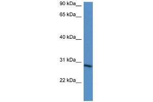 WB Suggested Anti-BARX2 Antibody Titration:  0. (BARX Homeobox 2 Antikörper  (N-Term))