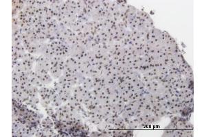 Immunoperoxidase of monoclonal antibody to ATF2 on formalin-fixed paraffin-embedded human pancreas. (ATF2 Antikörper  (AA 241-340))