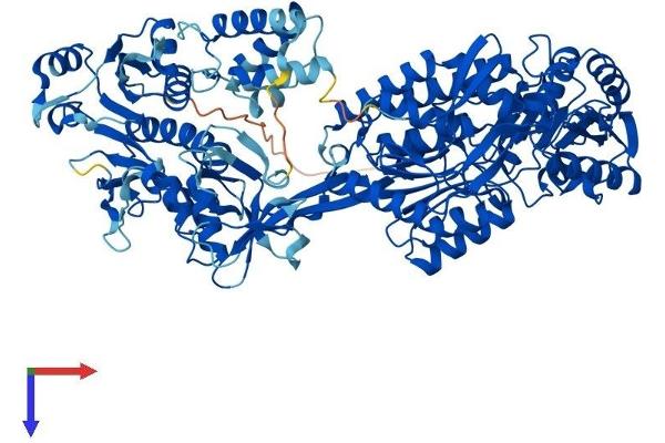 ALDH1L2 Protein (AA 1-923) (His tag)