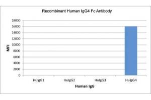 Recombinant Human IgG4 Fc antibody specifically reacts to hIgG4. (Rekombinanter Kaninchen anti-Human IgG4 (Fc Region) Antikörper)