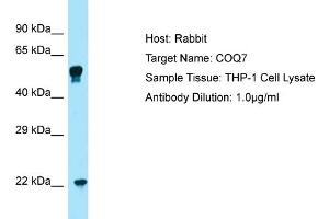 Host: RabbitTarget Name: COQ7Antibody Dilution: 1.