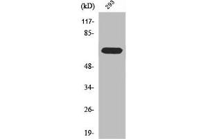 Western Blot analysis of 293 cells using RPAP2 Polyclonal Antibody (RPAP2 Antikörper  (C-Term))