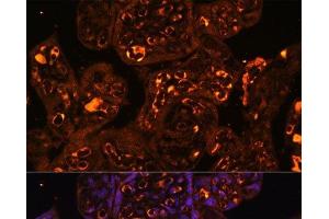 Immunofluorescence analysis of Human placenta using LAIR2 Polyclonal Antibody at dilution of 1:100.