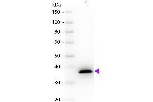 Western Blot of Sheep anti-Malate Dehydrogenase antibody. (Malate Dehydrogenase (MDH) Antikörper)