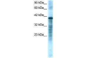 Human HepG2; WB Suggested Anti-PSMC3 Antibody Titration: 1. (PSMC3 Antikörper  (Middle Region))