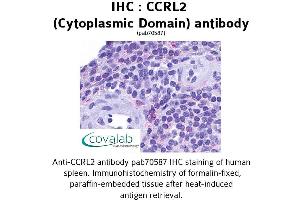 Image no. 1 for anti-Chemokine (C-C Motif) Receptor-Like 2 (CCRL2) (3rd Cytoplasmic Domain) antibody (ABIN1732793) (CCRL2 Antikörper  (3rd Cytoplasmic Domain))