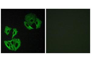 Immunofluorescence (IF) image for anti-MAP-Kinase Activating Death Domain (MADD) (Internal Region) antibody (ABIN1849836) (MADD Antikörper  (Internal Region))