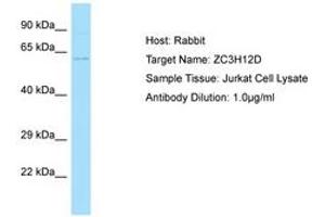 Image no. 1 for anti-Zinc Finger CCCH-Type Containing 12D (ZC3H12D) (AA 389-438) antibody (ABIN6750025) (ZC3H12D Antikörper  (AA 389-438))