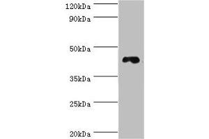 Western blot All lanes: DRD3 antibody at 6 μg/mL + HepG2 whole cell lysate Secondary Goat polyclonal to rabbit IgG at 1/10000 dilution Predicted band size: 45, 41 kDa Observed band size: 45 kDa (DRD3 Antikörper  (AA 213-329))