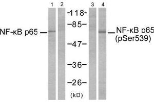 Western blot analysis of extracts from MDA-MB-231 cells, untreated or treated with TNF-α (20ng/ml, 10min) using NF-κB p65 (Ab-529) antibody (E021210, Line 1 and 2) and NF-κB p65 (phospho-Ser529) antibody (E011217, Line 3 and 4). (NF-kB p65 Antikörper)