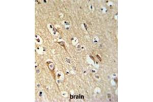 ALG10 Antibody (N-term) IHC analysis in formalin fixed and paraffin embedded brain tissue followed by peroxidase conjugation of the secondary antibody and DAB staining.