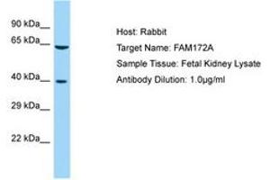 Image no. 1 for anti-Family with Sequence Similarity 172, Member A (Fam172a) (AA 170-219) antibody (ABIN6750196) (Fam172a Antikörper  (AA 170-219))